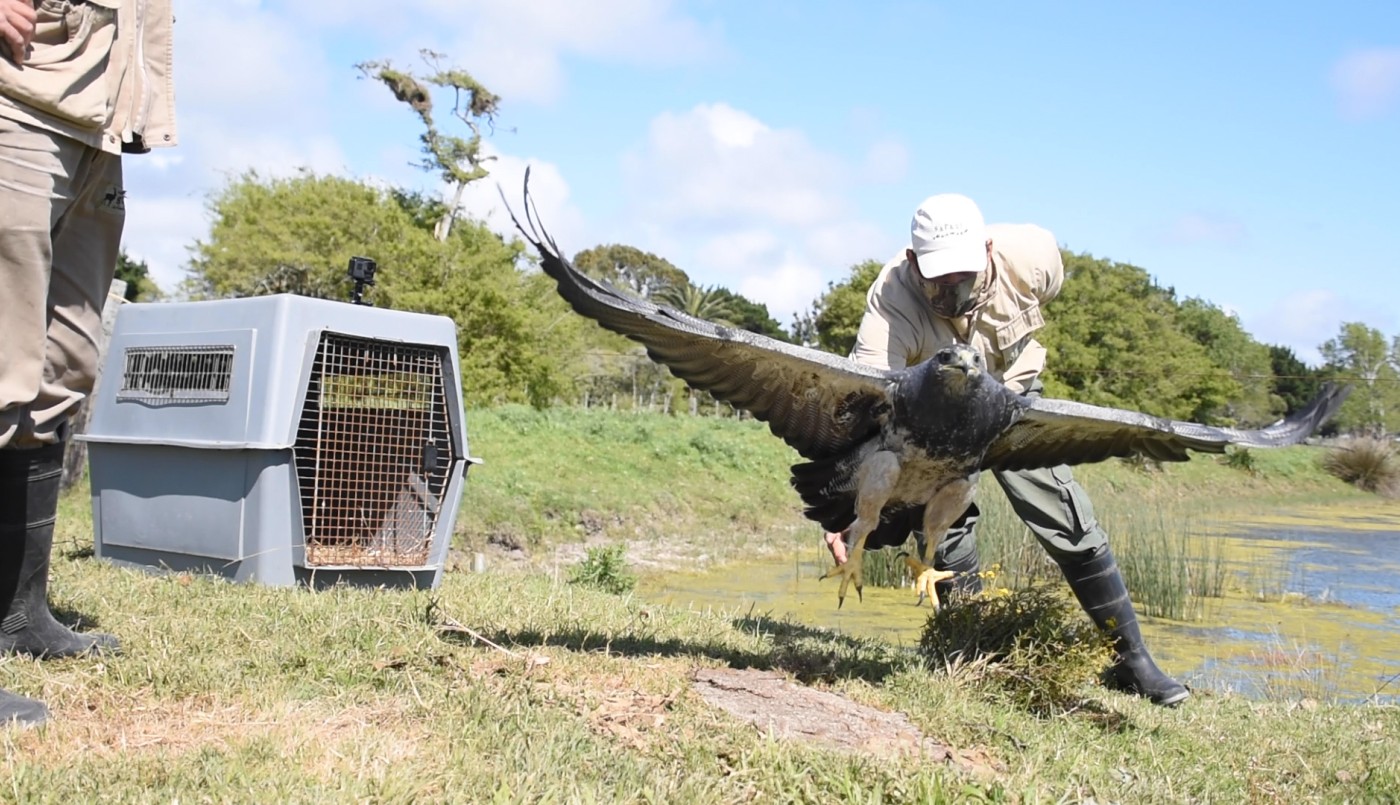 Un águila mora víctima del mascotismo volvió a volar luego de ser rehabilitada durante dos años | Clima, naturaleza y medio ambiente