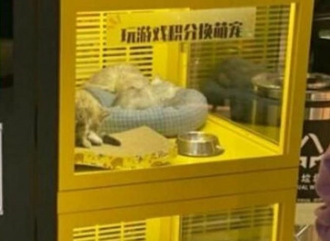 Indignación por máquina que da como premio cachorros de perros y gatos | Internacionales