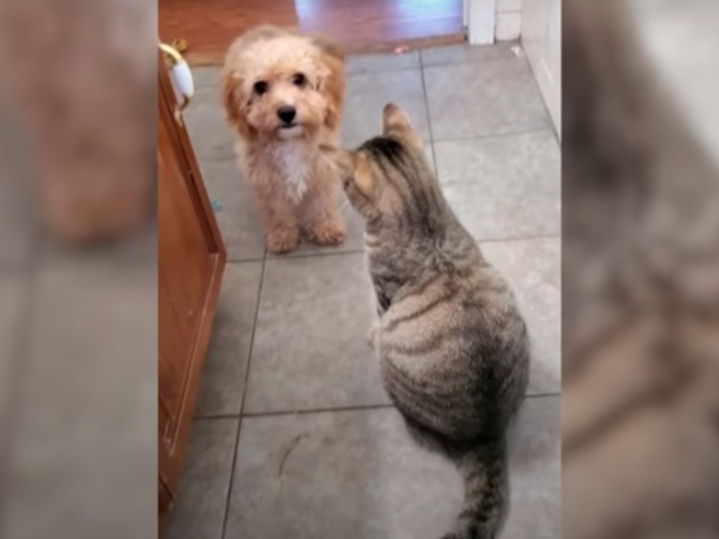 Video viral: el perrito que fue a buscar "refuerzos" para poder enfrentar a un gato | Curiosidades