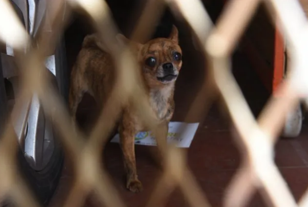 Imputarán a la mujer que tenía 199 perros dentro de la casa | Actualidad