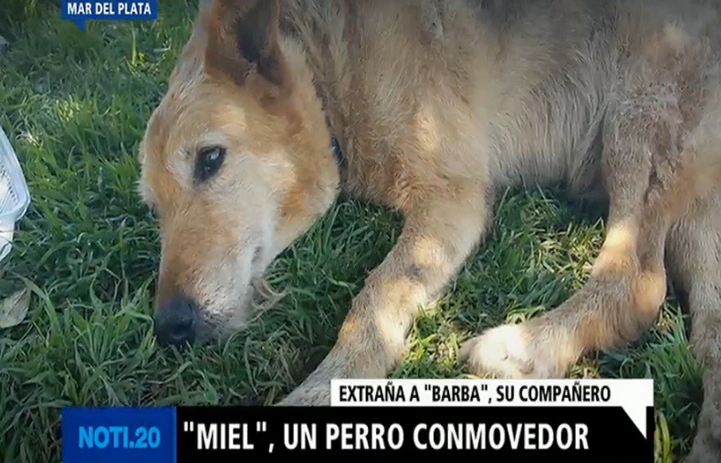 Prohíben la venta de una miel producida en Córdoba por estar adulterada | Actualidad