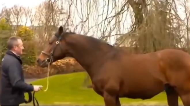 La historia de Galileo, el caballo que vale más que Messi y Cristiano Ronaldo | Internacionales