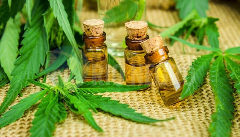 Debaten el proyecto de ley que regula el cannabis medicinal en la Ciudad | Actualidad