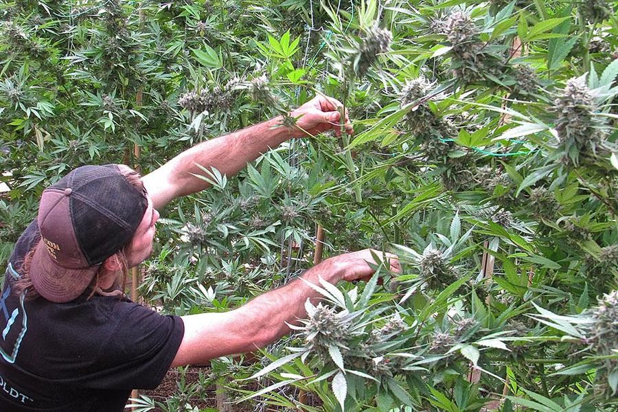 Lanzan la primera encuesta nacional de personas que usan cannabis en Argentina | Actualidad