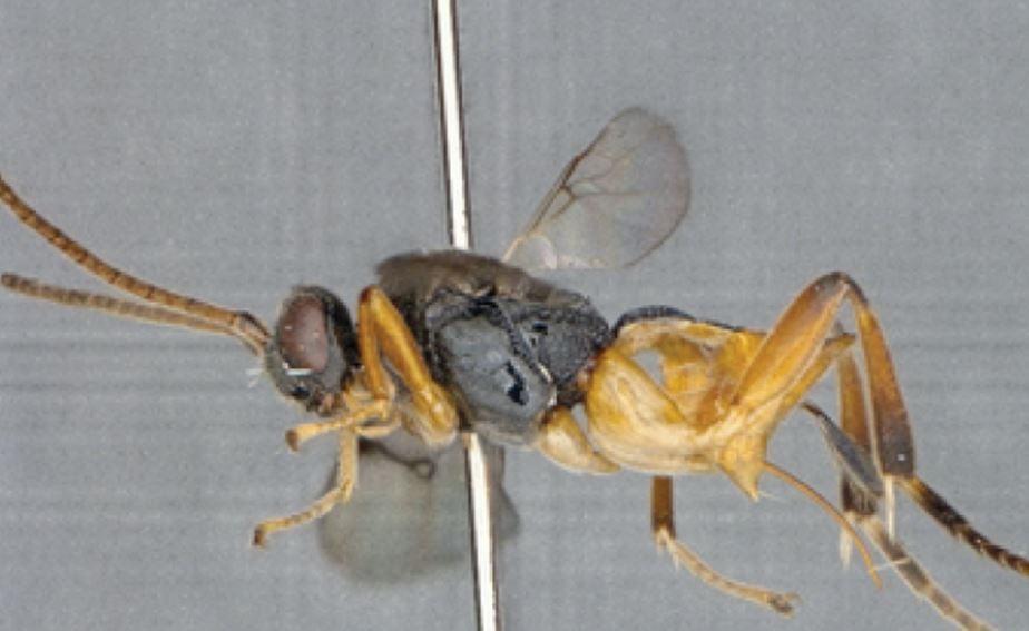 Descubren una aterradora avispa "Godzilla" en Japón que ataca a sus víctimas bajo el agua | Clima, naturaleza y medio ambiente