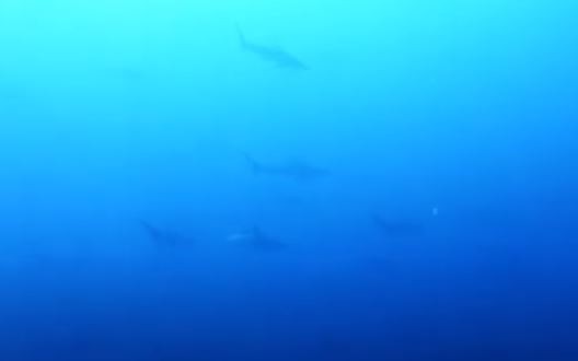 Qué siente un buzo al toparse con un "muro" de tiburones | Curiosidades