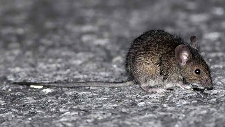 Una joven de 19 años en grave estado tras haber contraído hantavirus en Esquel | Actualidad