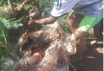 Familias desentierran pollos en mal estado que fueron decomisados en Iguazú | Actualidad