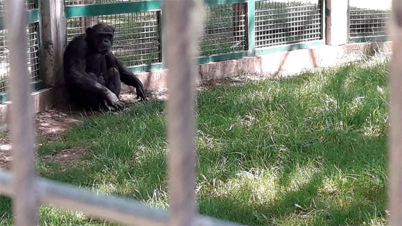 Solicitan en Río Negro la libertad de un chimpancé de 18 años | Actualidad
