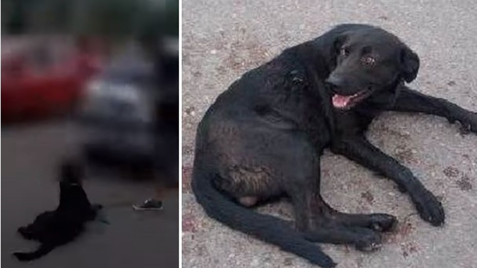 Imputaron a la docente que ató a su perro al auto y lo arrastró por la calle | Actualidad