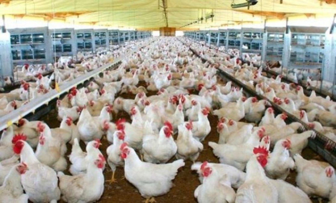 Sacrifican 190 mil gallinas y pollos por un nuevo foco de gripe aviar | Internacionales