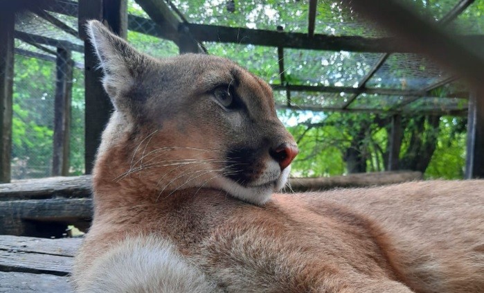 Hallaron en La Plata un puma robado | Actualidad
