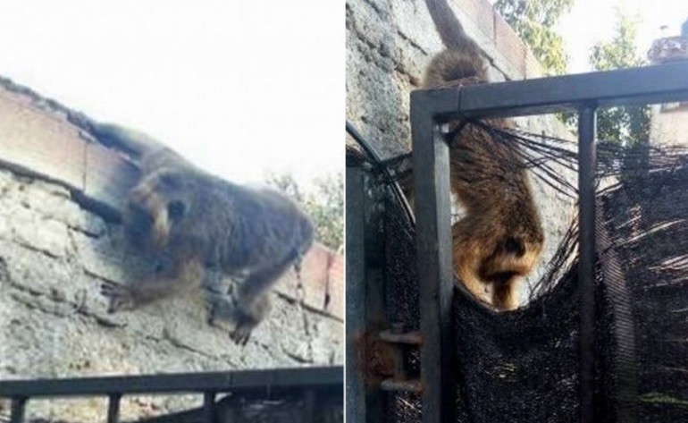 Vecinos indignados con un hombre que tiene a un mono encadenado en el patio de su casa | Actualidad