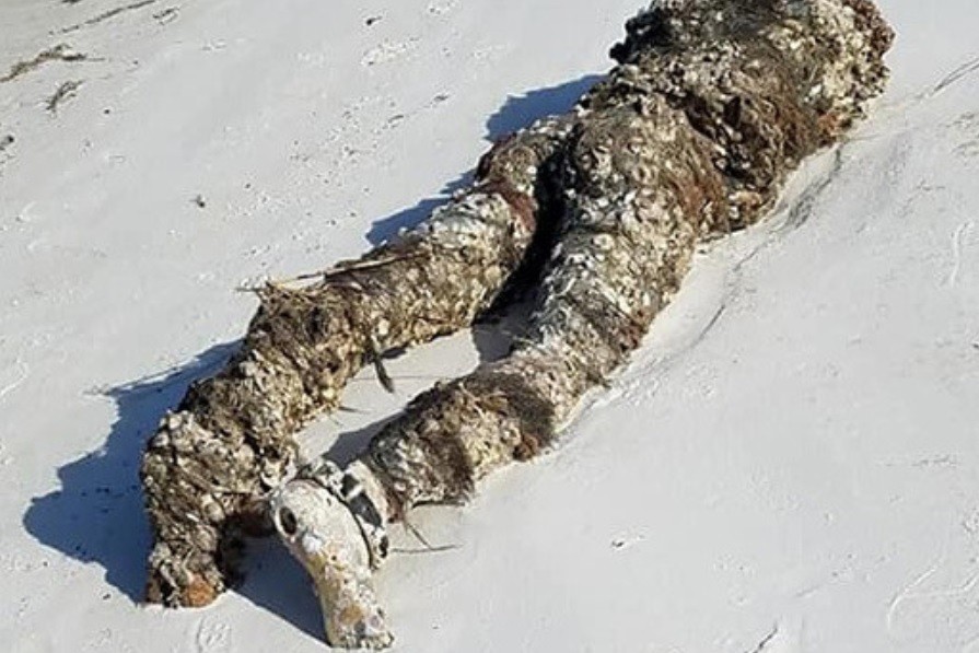 Sorpresa tras un macabro hallazgo en la playa | Curiosidades