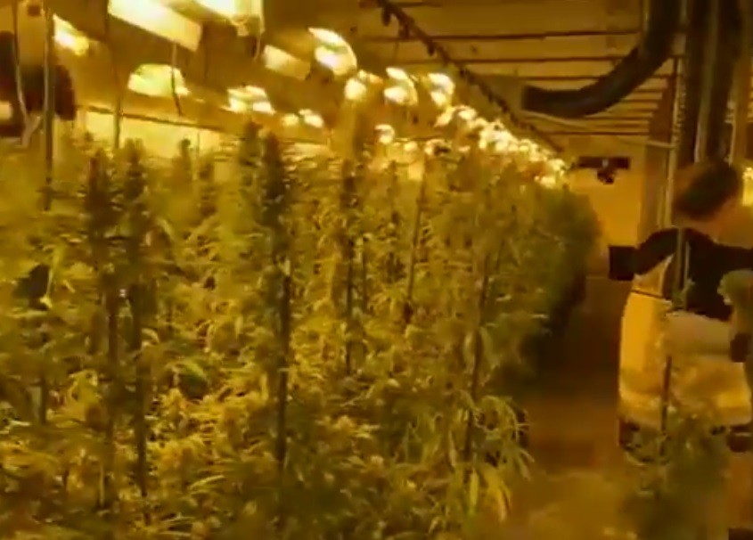 Incautaron 372.000 plantas de marihuana | Internacionales