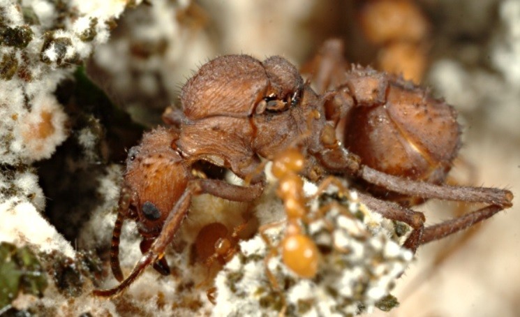 Detectan por primera vez un insecto con armadura biomineral | Clima, naturaleza y medio ambiente