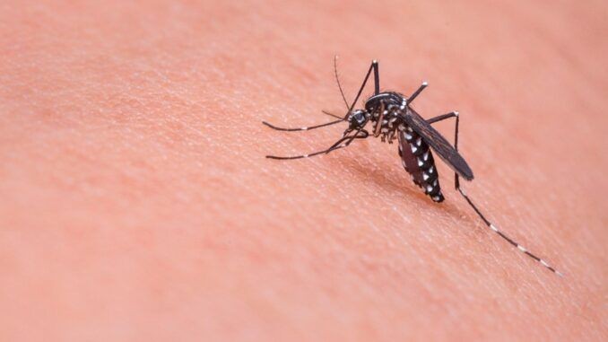 Dengue: 90 casos sospechosos y 5 confirmados en provincia de Buenos Aires | Actualidad