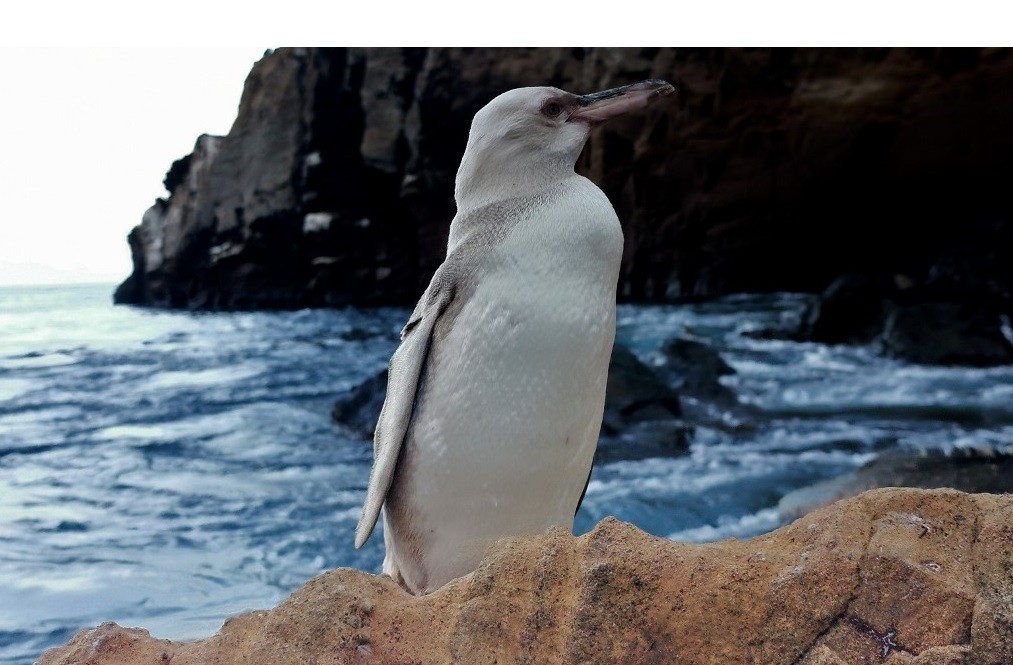 Descubrieron un "raro" pingüino blanco | Internacionales