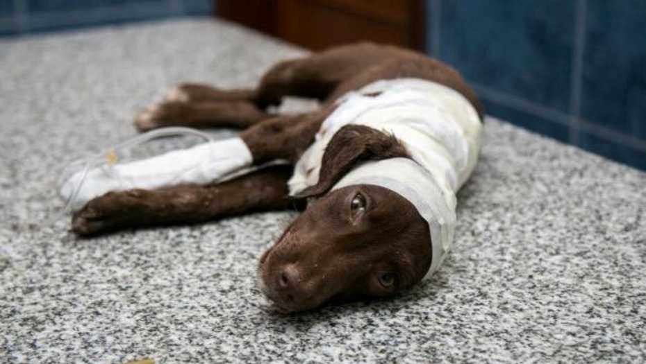Inauguraron una escultura y un memorial para Chocolate, el perro despellejado en Córdoba | Actualidad
