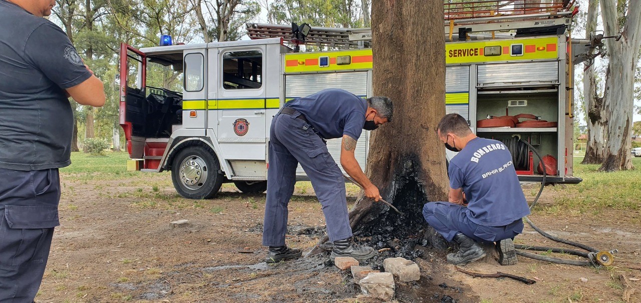 Para hacer un asado en un parque, quemaron un árbol de 120 años: ahora deberán removerlo | Actualidad