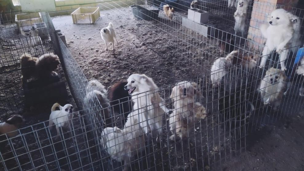 Tenía un criadero ilegal de perros: para que no ladraran les cortaba las cuerdas vocales | Internacionales