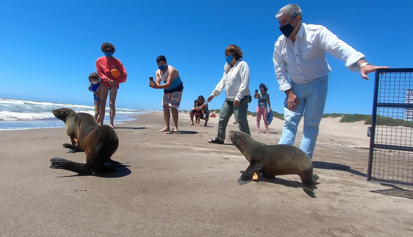 Video: Volvió al mar el lobo marino rescatado en las costas de Berazategui | Actualidad