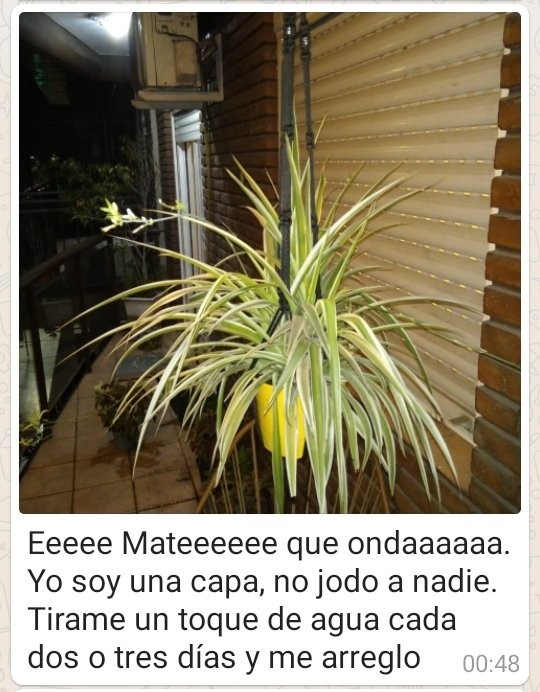 Las insólitas recomendaciones que dejó un chico para que le cuiden las plantas | Curiosidades