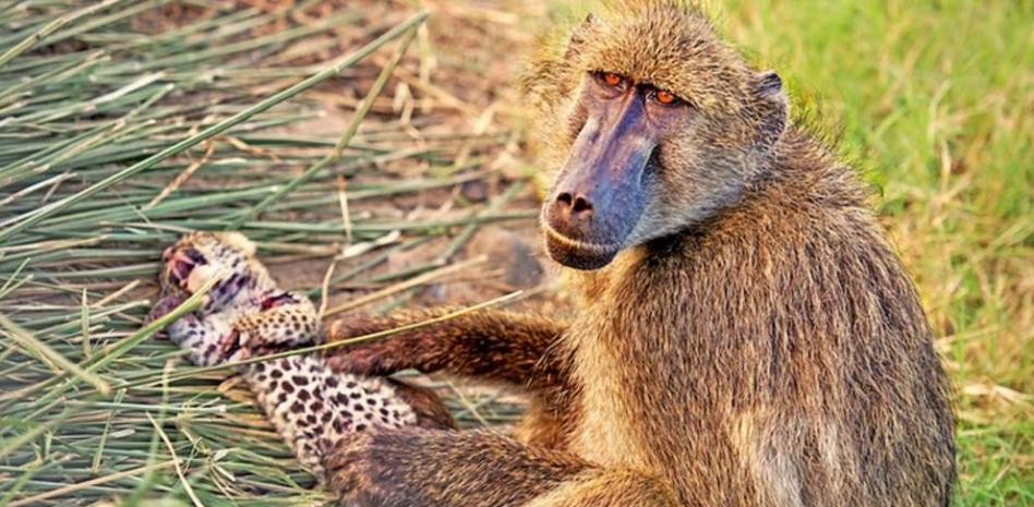 Video: el mono babuino que se "roba" y cuida un cachorro de leopardo | Curiosidades