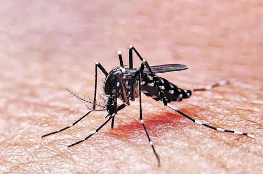 Lanzaron un plan estratégico para combatir al dengue en el territorio bonaerense | Actualidad
