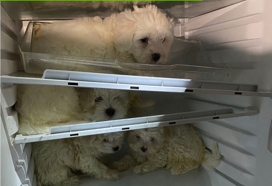 Tráfico ilegal de animales: rescataron a cuatro cachorros escondidos en una heladera | Internacionales