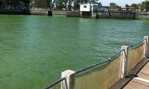 Colocarán barreras especiales ante las cianobacterias en el Río de la Plata | Clima, naturaleza y medio ambiente