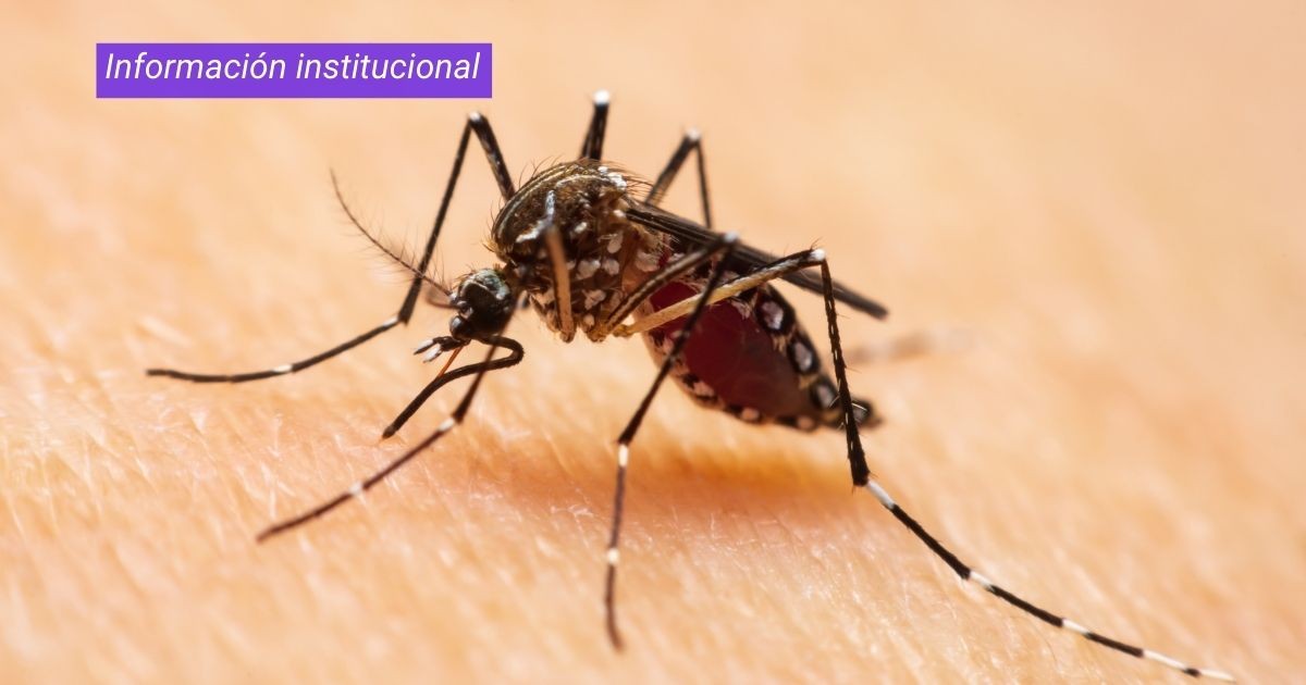 Con la llegada del calor, ¿cómo prevenir el aumento de casos de dengue? | Actualidad