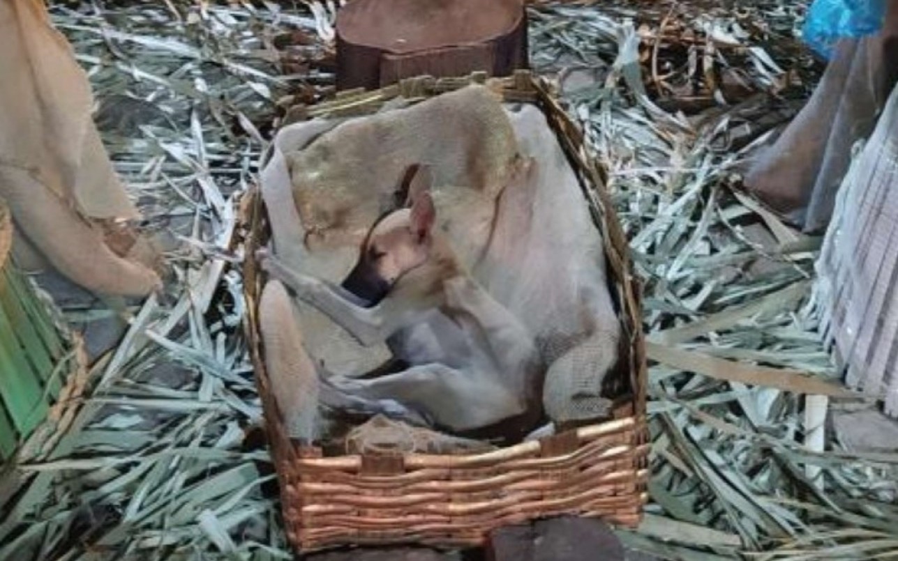 Final feliz para la perra abandonada que buscó refugio en un pesebre de Navidad | Redes