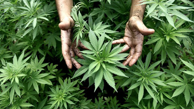 Abrirán en Mendoza una clínica de cannabis medicinal | Actualidad