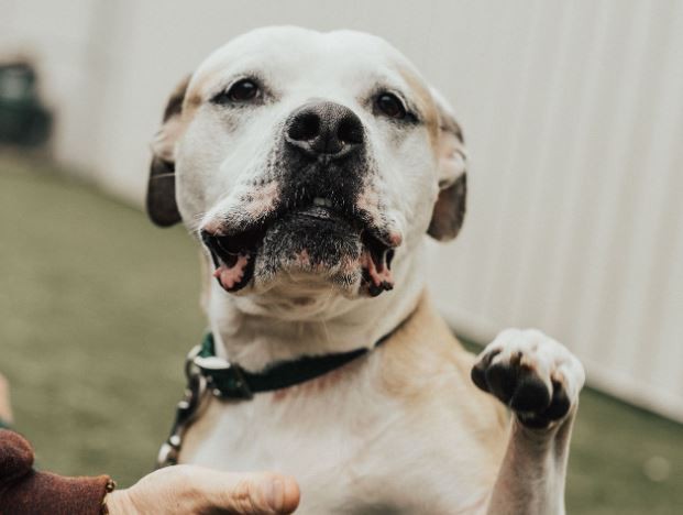 Milagro en Navidad: una mujer encontró a su perro ocho años después de que se lo robaron | Curiosidades