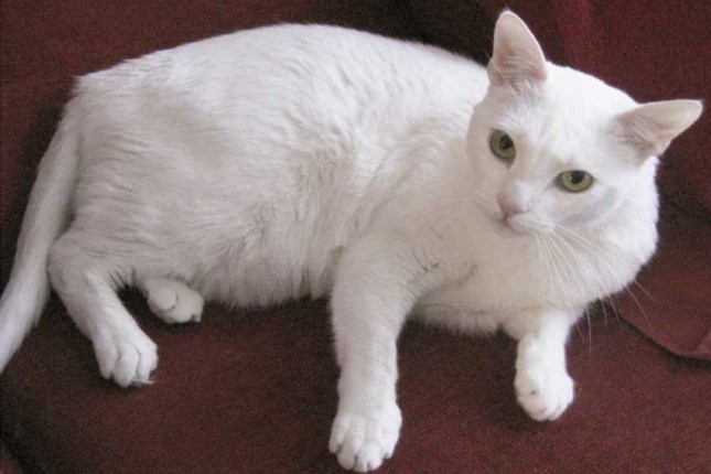 Lanzan alerta tras detectar brucelosis en felinos por primera vez en Argentina | Actualidad