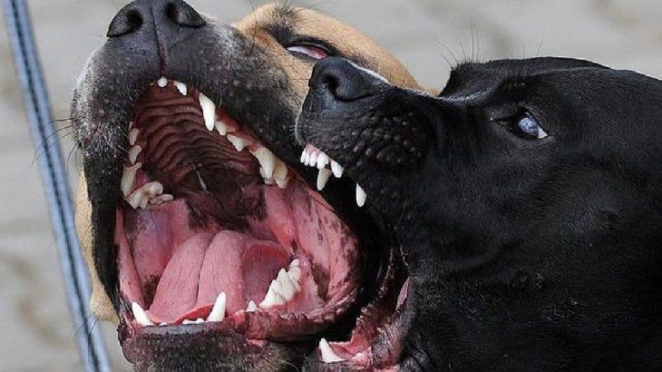 Córdoba: una mujer de 55 años fue atacada por sus perros y murió | Actualidad