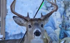 Video: el ciervo "mágico" que sobrevive con una flecha clavada en la cabeza | Curiosidades