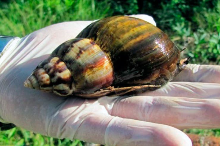 Alerta por la aparición de caracoles africanos gigantes | Actualidad