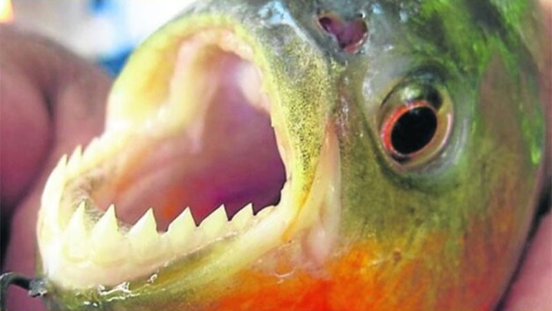 Feroz ataque de palometas en aguas del río Paraná: varias personas con heridas | Actualidad