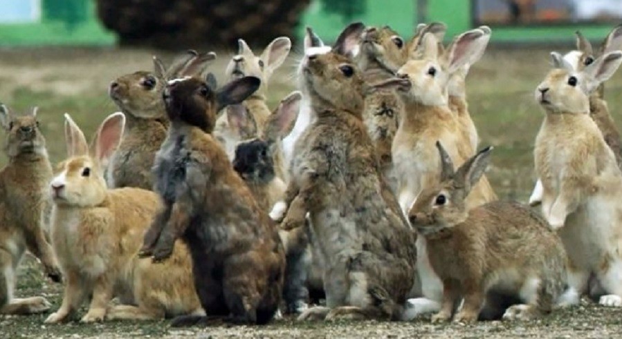 Declaran a los conejos como "especie dañina": sigue la polémica sobre su erradicación en Ushuaia | Actualidad