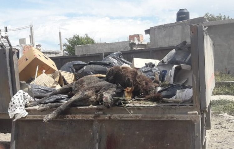 Una imagen que duele: hallan varios perros envenenados en un barrio de Viedma | Actualidad