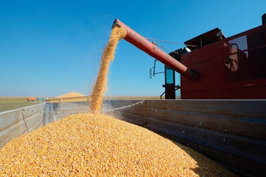 Restricción a la exportación de maíz: afirman que se perderán 810 millones de dólares | Economía
