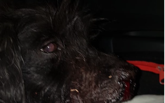 Ataque brutal a un perro: Lo ataron a un petardo y lo hicieron explotar | Actualidad