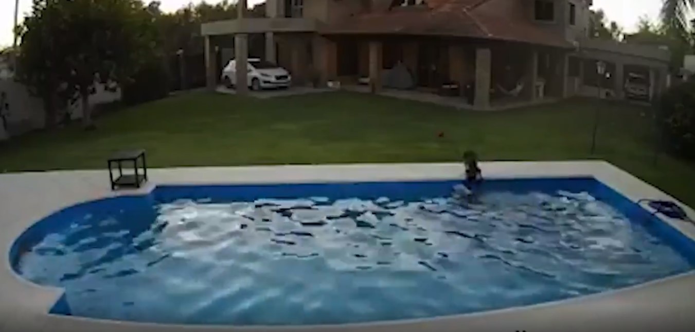 El emotivo momento en el que una perra salva a su amiga ciega de morir ahogada en una pileta | Actualidad