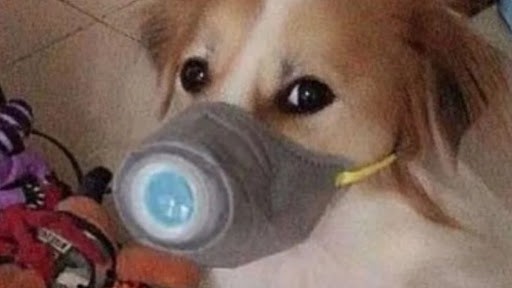 La Plata: testearon a un centenar de mascotas de infectados de coronavirus | Actualidad