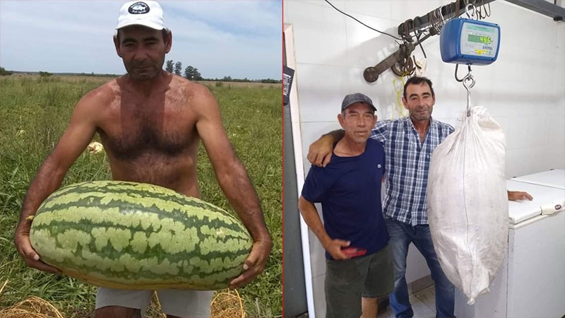 Video: cosecharon una súper sandía que pesó casi 50 kilos | Curiosidades