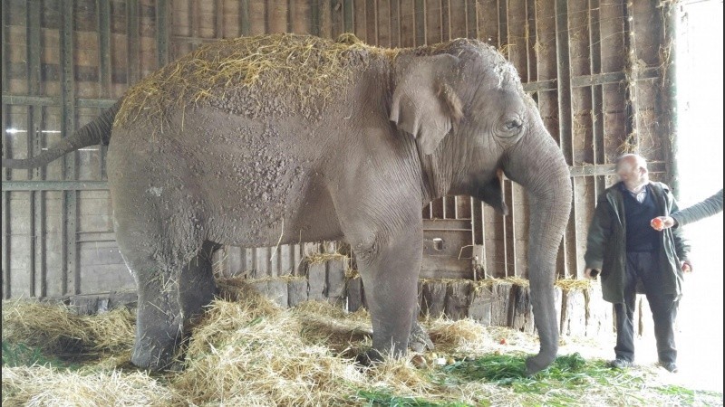 Investigarán las causas de muerte de la elefanta Sharima del zoo de Luján: piden que se haga una autopsia | Actualidad