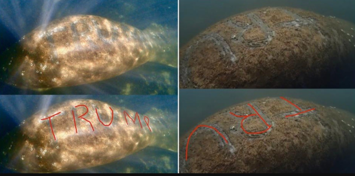 Maltrato y tortura: le escribieron "Trump" en la piel a un manatí | Internacionales