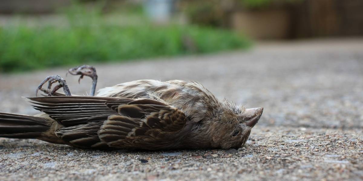 Alertan sobre el riesgo de contraer psitacosis por la manipulación de aves silvestres muertas | Actualidad